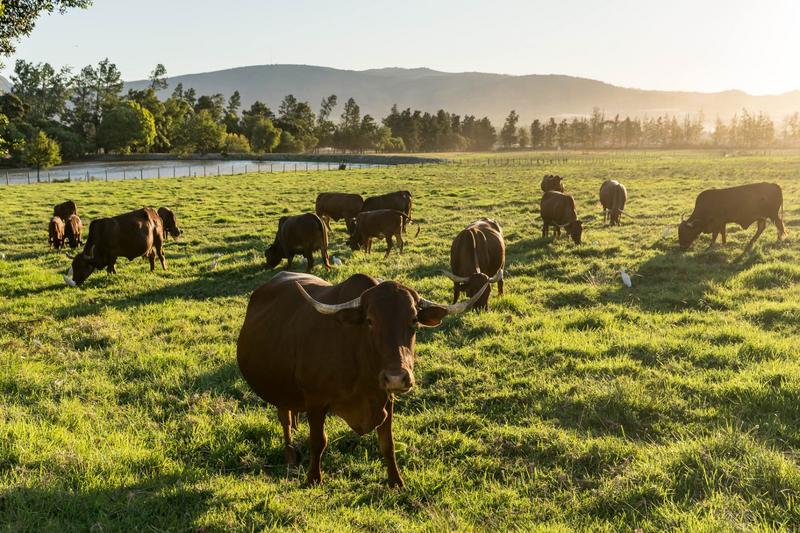 7 Bedroom Property for Sale in Wellington Open Space Western Cape